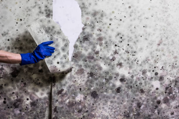Best Same-Day Mold Removal  in Ontario, CA