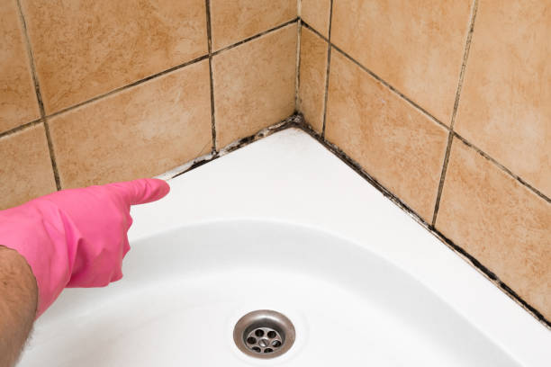 Best Toxic Mold Removal  in Ontario, CA