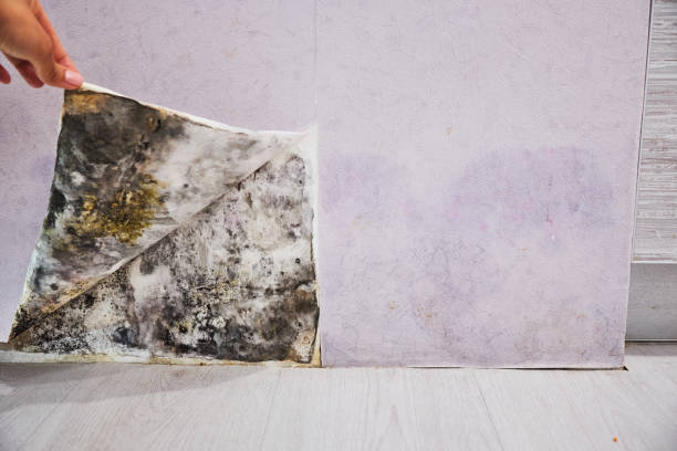 Best Black Mold Removal  in Ontario, CA